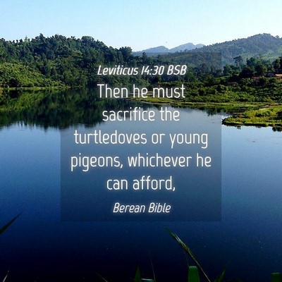 Picture 04 - Leviticus 14:30 BSB - Then he must sacrifice the turtledoves or young - Bible Verse Picture