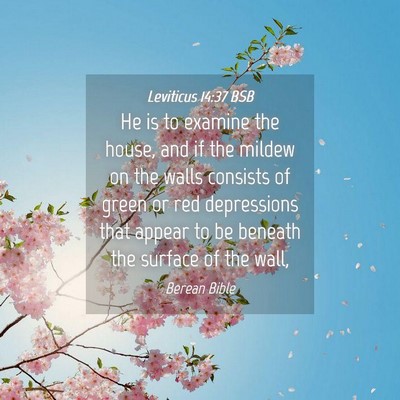 Picture 04 - Leviticus 14:37 BSB - He is to examine the house, and if the mildew on - Bible Verse Picture