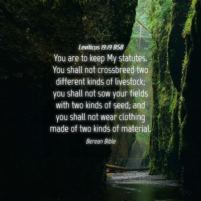 Picture 04 - Leviticus 19:19 BSB - You are to keep My statutes. You shall not - Bible Verse Picture