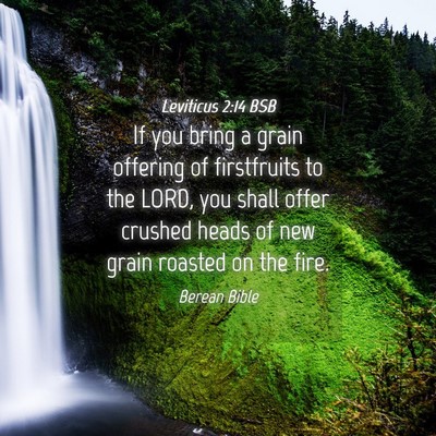 Picture 04 - Leviticus 2:14 BSB - If you bring a grain offering of firstfruits to - Bible Verse Picture