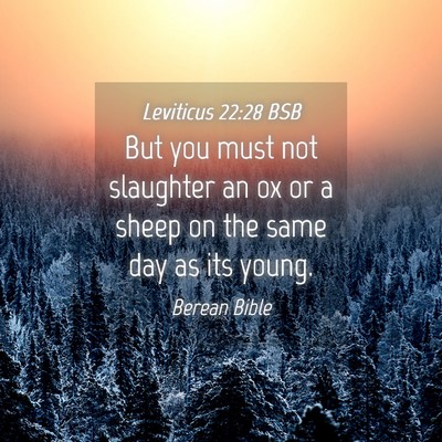 Picture 04 - Leviticus 22:28 BSB - But you must not slaughter an ox or a sheep on - Bible Verse Picture
