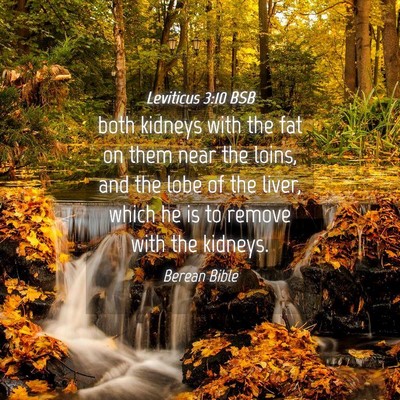 Picture 04 - Leviticus 3:10 BSB - both kidneys with the fat on them near the loins, - Bible Verse Picture