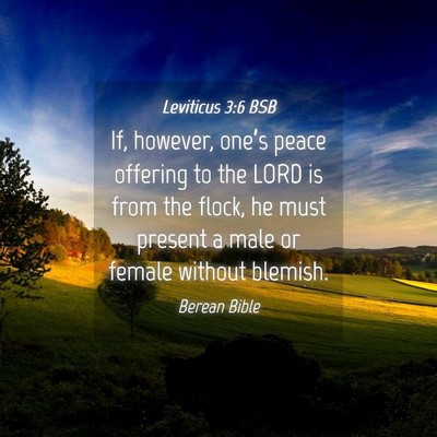 Picture 04 - Leviticus 3:6 BSB - If, however, one’s peace offering to the LORD - Bible Verse Picture