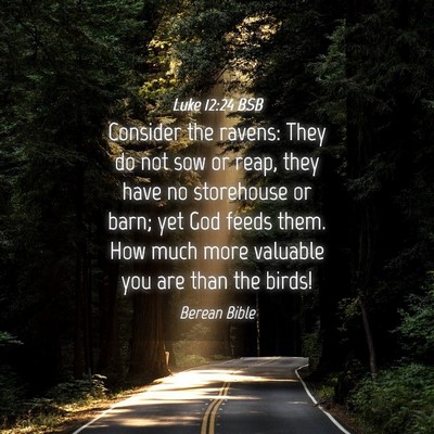 Picture 04 - Luke 12:24 BSB - Consider the ravens: They do not sow or reap, - Bible Verse Picture