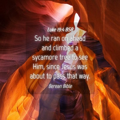 Picture 04 - Luke 19:4 BSB - So he ran on ahead and climbed a sycamore tree to - Bible Verse Picture