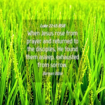 Picture 04 - Luke 22:45 BSB - When Jesus rose from prayer and returned to the - Bible Verse Picture