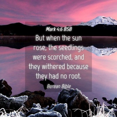 Picture 04 - Mark 4:6 BSB - But when the sun rose, the seedlings were - Bible Verse Picture