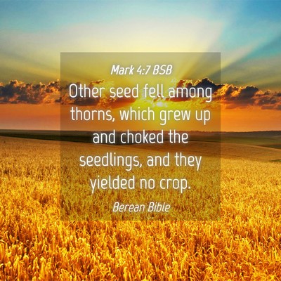 Picture 04 - Mark 4:7 BSB - Other seed fell among thorns, which grew up and - Bible Verse Picture