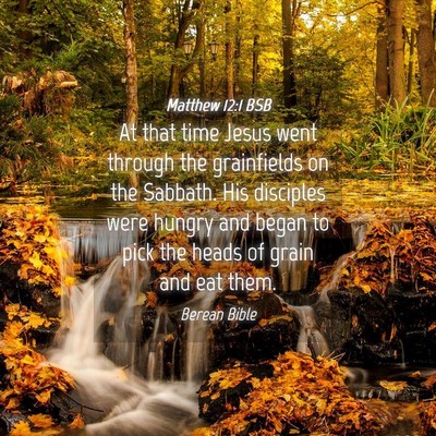 Picture 04 - Matthew 12:1 BSB - At that time Jesus went through the grainfields - Bible Verse Picture