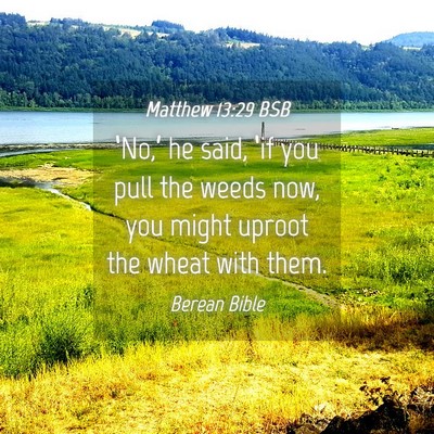 Picture 04 - Matthew 13:29 BSB - ‘No,’ he said, ‘if you pull the weeds now, - Bible Verse Picture