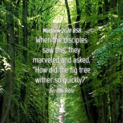 Picture 04 - Matthew 21:20 BSB - When the disciples saw this, they marveled and - Bible Verse Picture