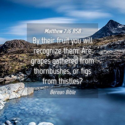 Picture 04 - Matthew 7:16 BSB - By their fruit you will recognize them. Are - Bible Verse Picture