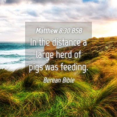 Picture 04 - Matthew 8:30 BSB - In the distance a large herd of pigs was - Bible Verse Picture