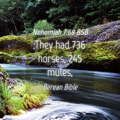 Picture 04 - Nehemiah 7:68 BSB - They had 736 horses, 245 - Bible Verse Picture