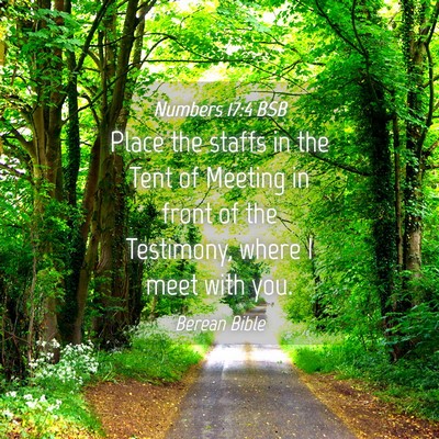 Picture 04 - Numbers 17:4 BSB - Place the staffs in the Tent of Meeting in front - Bible Verse Picture