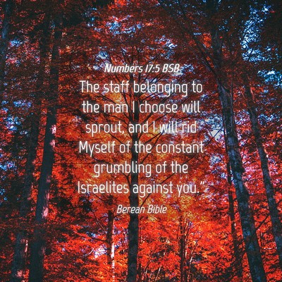 Picture 04 - Numbers 17:5 BSB - The staff belonging to the man I choose will - Bible Verse Picture