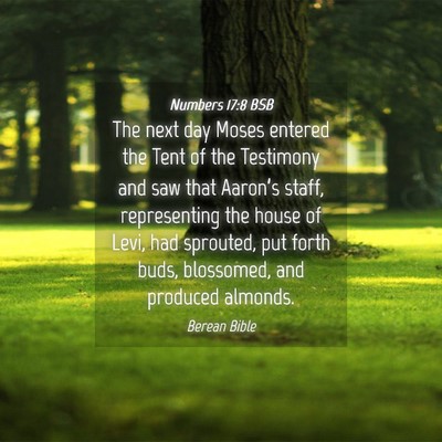 Picture 04 - Numbers 17:8 BSB - The next day Moses entered the Tent of the - Bible Verse Picture