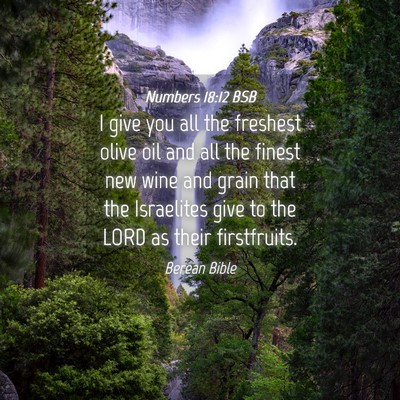 Picture 04 - Numbers 18:12 BSB - I give you all the freshest olive oil and all the - Bible Verse Picture