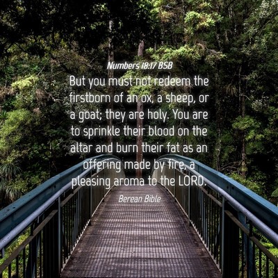 Picture 04 - Numbers 18:17 BSB - But you must not redeem the firstborn of an ox, a - Bible Verse Picture