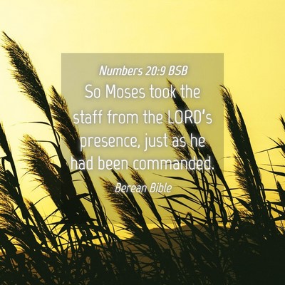Picture 04 - Numbers 20:9 BSB - So Moses took the staff from the LORD’s - Bible Verse Picture