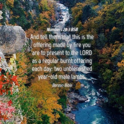 Picture 04 - Numbers 28:3 BSB - And tell them that this is the offering made by - Bible Verse Picture