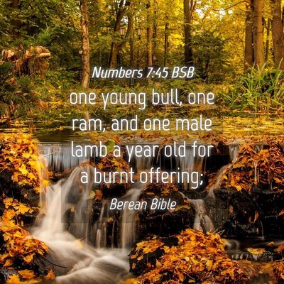 Picture 04 - Numbers 7:45 BSB - one young bull, one ram, and one male lamb a year - Bible Verse Picture