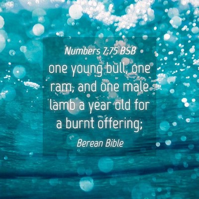 Picture 04 - Numbers 7:75 BSB - one young bull, one ram, and one male lamb a year - Bible Verse Picture