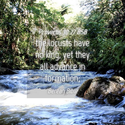Picture 04 - Proverbs 30:27 BSB - the locusts have no king, yet they all advance in - Bible Verse Picture