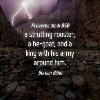Picture 04 - Proverbs 30:31 BSB - a strutting rooster; a he-goat; and a king with - Bible Verse Picture