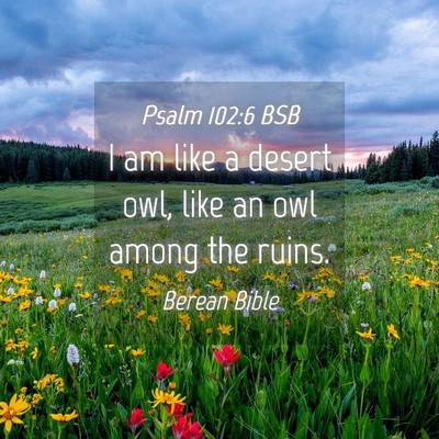 Picture 04 - Psalm 102:6 BSB - I am like a desert owl, like an owl among the - Bible Verse Picture