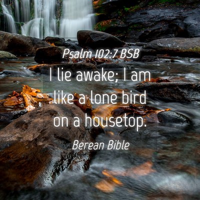 Picture 04 - Psalm 102:7 BSB - I lie awake; I am like a lone bird on a - Bible Verse Picture