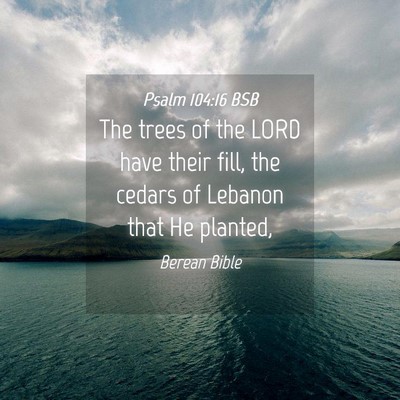 Picture 04 - Psalm 104:16 BSB - The trees of the LORD have their fill, the cedars - Bible Verse Picture
