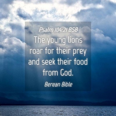 Picture 04 - Psalm 104:21 BSB - The young lions roar for their prey and seek - Bible Verse Picture