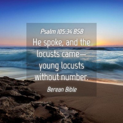 Picture 04 - Psalm 105:34 BSB - He spoke, and the locusts came—young locusts - Bible Verse Picture