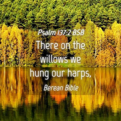 Picture 04 - Psalm 137:2 BSB - There on the willows we hung our - Bible Verse Picture