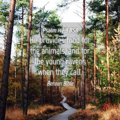 Picture 04 - Psalm 147:9 BSB - He provides food for the animals, and for the - Bible Verse Picture