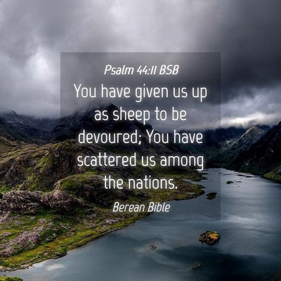 Picture 04 - Psalm 44:11 BSB - You have given us up as sheep to be devoured; You - Bible Verse Picture