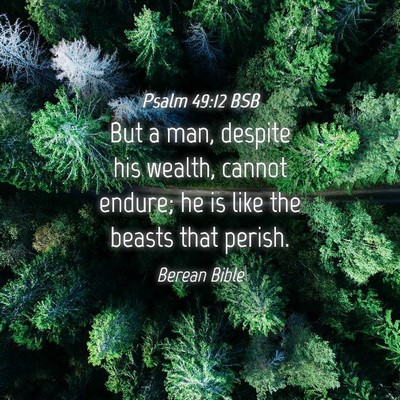 Picture 04 - Psalm 49:12 BSB - But a man, despite his wealth, cannot endure; he - Bible Verse Picture