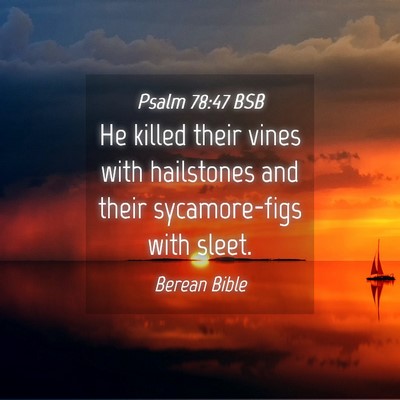 Picture 04 - Psalm 78:47 BSB - He killed their vines with hailstones and their - Bible Verse Picture