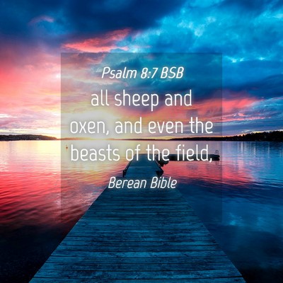 Picture 04 - Psalm 8:7 BSB - all sheep and oxen, and even the beasts of the - Bible Verse Picture