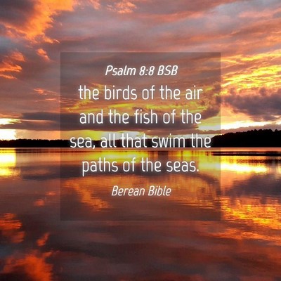 Picture 04 - Psalm 8:8 BSB - the birds of the air and the fish of the sea, all - Bible Verse Picture