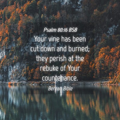 Picture 04 - Psalm 80:16 BSB - Your vine has been cut down and burned; they - Bible Verse Picture