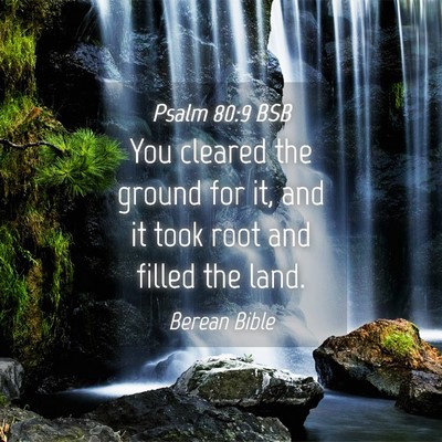 Picture 04 - Psalm 80:9 BSB - You cleared the ground for it, and it took root - Bible Verse Picture