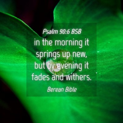 Picture 04 - Psalm 90:6 BSB - in the morning it springs up new, but by evening - Bible Verse Picture