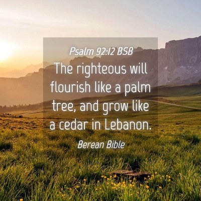 Picture 04 - Psalm 92:12 BSB - The righteous will flourish like a palm tree, and - Bible Verse Picture
