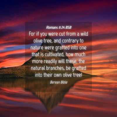 Picture 04 - Romans 11:24 BSB - For if you were cut from a wild olive tree, and - Bible Verse Picture