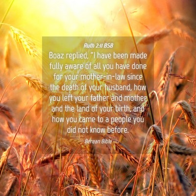 Picture 04 - Ruth 2:11 BSB - Boaz replied, “I have been made fully aware of - Bible Verse Picture