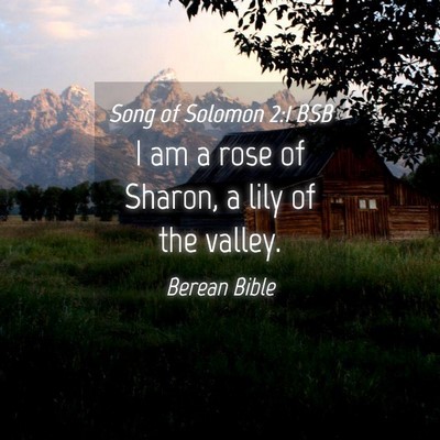 Picture 04 - Song of Solomon 2:1 BSB - I am a rose of Sharon, a lily of the - Bible Verse Picture