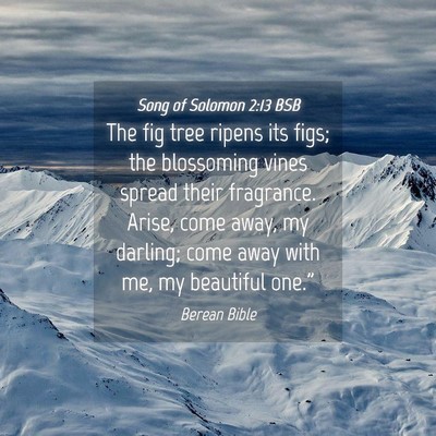Picture 04 - Song of Solomon 2:13 BSB - The fig tree ripens its figs; the blossoming - Bible Verse Picture