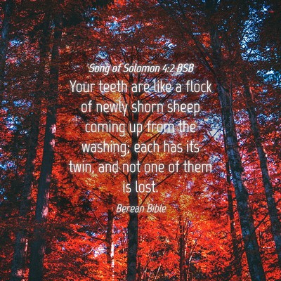Picture 04 - Song of Solomon 4:2 BSB - Your teeth are like a flock of newly shorn sheep - Bible Verse Picture